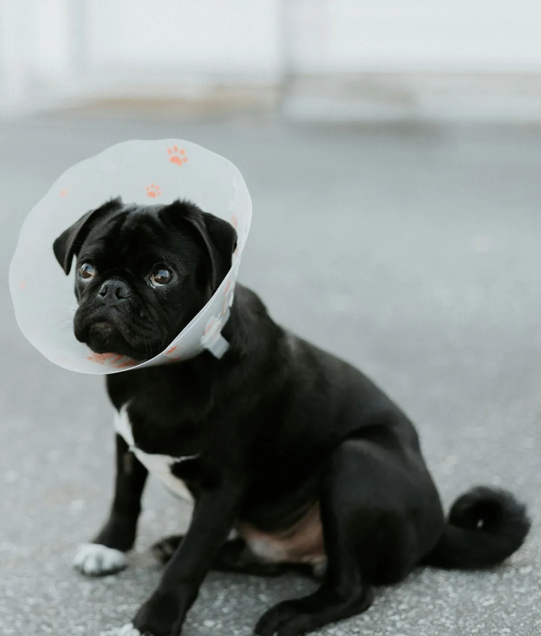 Pies w kołnierzu